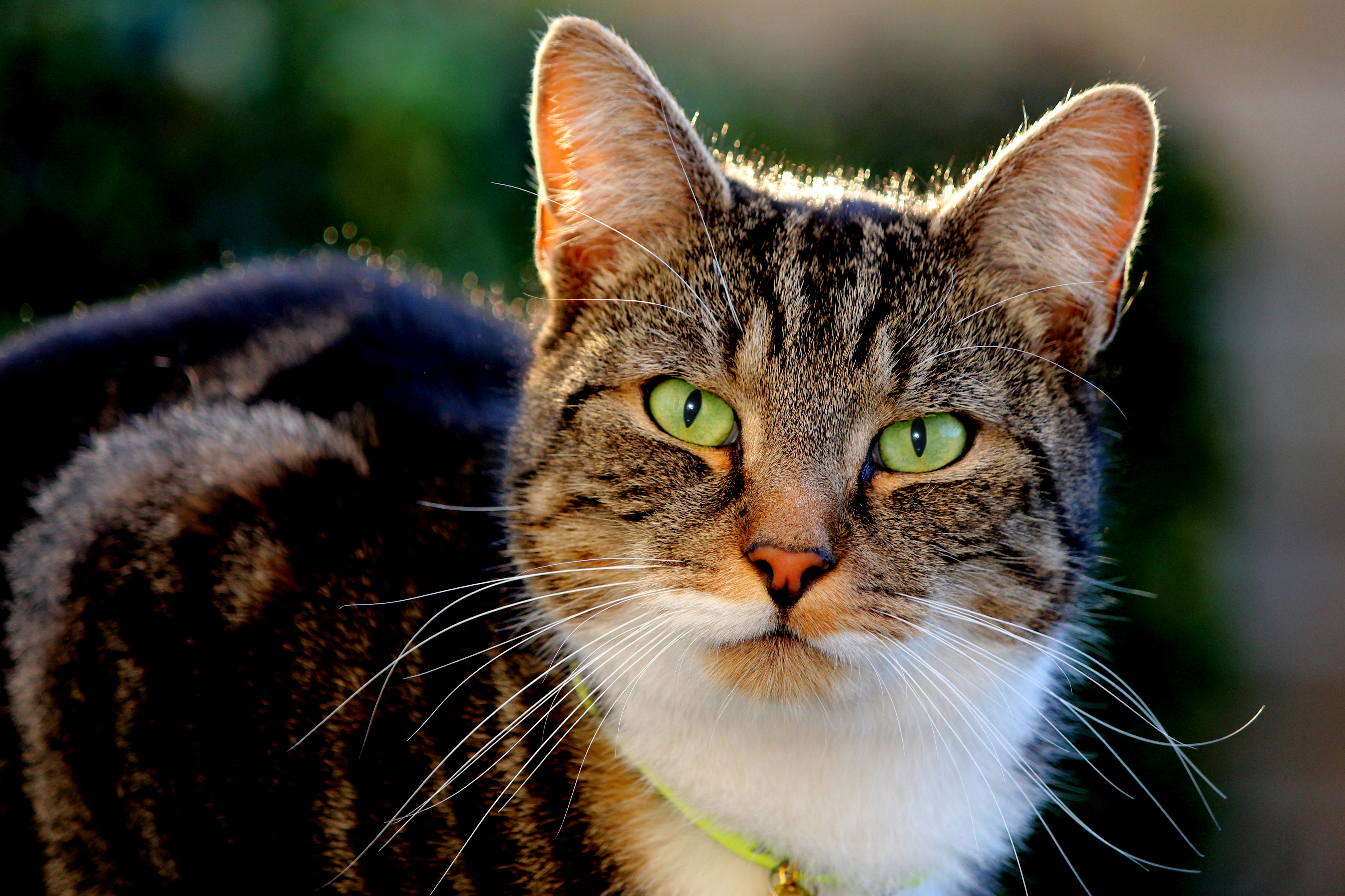 Close up of the face of Arthur, a tabby cat - copyright Susanna Braswell