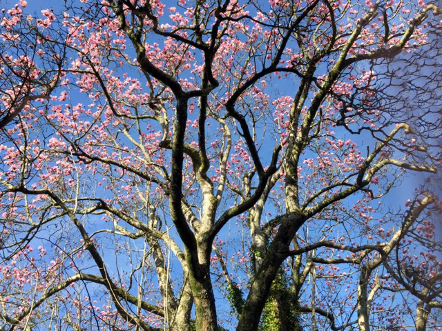 Cherry Blossom against a blue sky