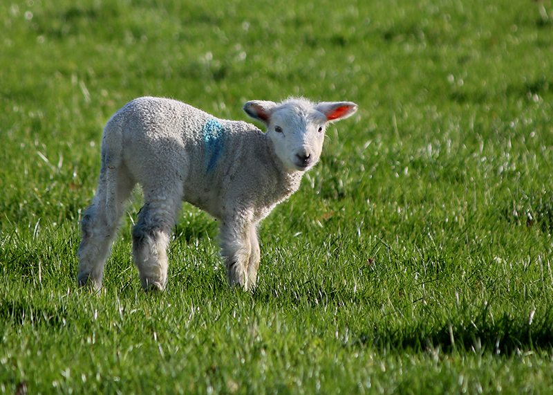 close up of a sunlit lamb standing in a green field