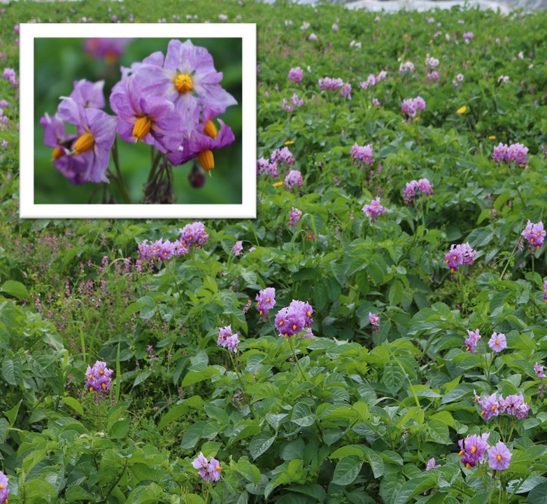 A field of potato plants in bloom at An Tairseach and a close up of a potato flower inset in the image