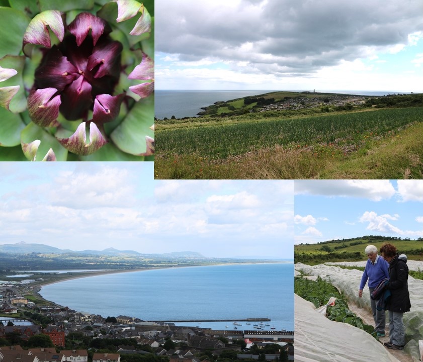 Composite image:Clockwise from top left: Close up of an Artichoke, A View from the farm towards the Old Lighthouse, Sr. Julie satanding in a vegetable bed explaining how the plants are protected with gauze, A View of Wicklow Town towards Broadlough