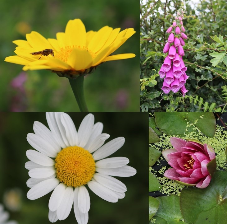 Composite image:Clockwise from top left: Insect on a yellow marguerite, a purple foxglove, close up of a water lily, close up of a ox eye daisy